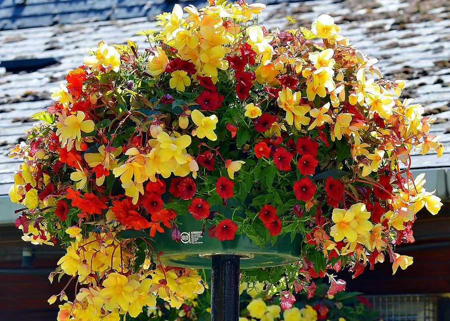 -july_2020_flowers