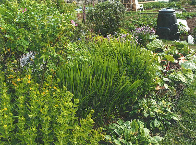 vegetables growing