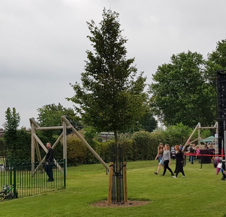 New Hornbeam at Exeter Close