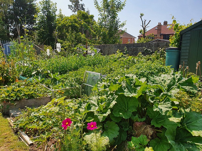 allotment site