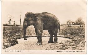 Old photo of an elephant