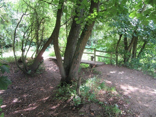 trees and a bridge